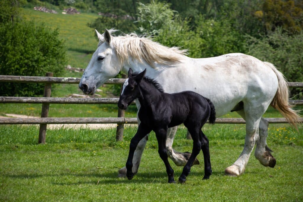 Cheval percheron