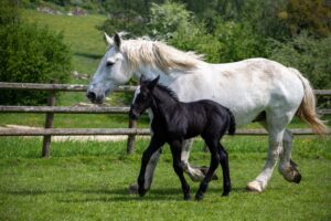 Cheval percheron